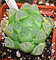 Нажмите на изображение для увеличения.

Название:	Haworthia cv. Francoise 700 руб.jpg
Просмотров:	200
Размер:	193.8 Кб
ID:	352668