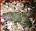 Нажмите на изображение для увеличения.

Название:	Haworthia Picta cv,Arie 800руб.jpg
Просмотров:	196
Размер:	173.6 Кб
ID:	352669