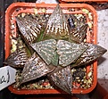 Нажмите на изображение для увеличения.

Название:	Haworthia 'Obama' (1) This a selected plant from PP 17  1200руб.jpg
Просмотров:	202
Размер:	172.0 Кб
ID:	352670