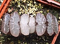 Нажмите на изображение для увеличения.

Название:	Haworthia truncata 'Freek' 1200руб.jpg
Просмотров:	208
Размер:	128.2 Кб
ID:	352671