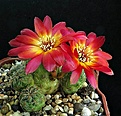 Нажмите на изображение для увеличения.

Название:	Sulcorebutia sp. Mandinga HS 125a.jpg
Просмотров:	962
Размер:	76.0 Кб
ID:	352672