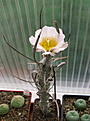 Нажмите на изображение для увеличения.

Название:	Tephrocactus articulatus v. diadematus..jpg
Просмотров:	1097
Размер:	147.5 Кб
ID:	352677