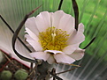 Нажмите на изображение для увеличения.

Название:	Tephrocactus articulatus v. diadematus,.jpg
Просмотров:	927
Размер:	124.4 Кб
ID:	352678