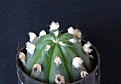 Нажмите на изображение для увеличения.

Название:	Astrophytum OoibKabSenAs_4y_4.15.JPG
Просмотров:	388
Размер:	62.1 Кб
ID:	352692