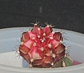 Нажмите на изображение для увеличения.

Название:	Gymnocalycium friedrichii ‘red-violet’_4.15.JPG
Просмотров:	720
Размер:	213.3 Кб
ID:	352732