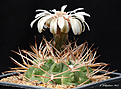 Нажмите на изображение для увеличения.

Название:	Gymnocalycium_guanchinense_P126.jpg
Просмотров:	193
Размер:	207.8 Кб
ID:	352738