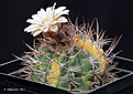 Нажмите на изображение для увеличения.

Название:	Gymnocalycium_mazanense_variegated.jpg
Просмотров:	230
Размер:	210.0 Кб
ID:	352739