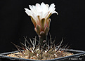 Нажмите на изображение для увеличения.

Название:	Gymnocalycium_piltziorum_P38.jpg
Просмотров:	200
Размер:	170.8 Кб
ID:	352740