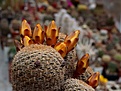 Нажмите на изображение для увеличения.

Название:	Sulcorebutia arenacea.jpg
Просмотров:	907
Размер:	238.9 Кб
ID:	352766