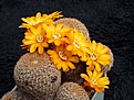Нажмите на изображение для увеличения.

Название:	Sulcorebutia arenacea (2).jpg
Просмотров:	913
Размер:	230.9 Кб
ID:	352767