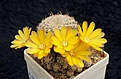 Нажмите на изображение для увеличения.

Название:	Sulcorebutia breviflora ssp.haseltonii WR 198.jpg
Просмотров:	921
Размер:	247.3 Кб
ID:	352770