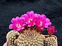 Нажмите на изображение для увеличения.

Название:	Sulcorebutia breviflora ssp.laui L314.jpg
Просмотров:	922
Размер:	241.0 Кб
ID:	352771