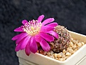 Нажмите на изображение для увеличения.

Название:	Sulcorebutia canigueralii v.applanata WK 217a.jpg
Просмотров:	868
Размер:	248.9 Кб
ID:	352777