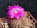 Нажмите на изображение для увеличения.

Название:	Sulcorebutia crispata FK103.jpg
Просмотров:	875
Размер:	237.4 Кб
ID:	352778