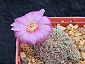 Нажмите на изображение для увеличения.

Название:	Sulcorebutia crispata HS253.jpg
Просмотров:	868
Размер:	233.7 Кб
ID:	352779