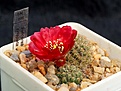 Нажмите на изображение для увеличения.

Название:	Sulcorebutia crispata VZ262.jpg
Просмотров:	873
Размер:	235.3 Кб
ID:	352780