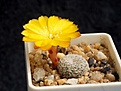 Нажмите на изображение для увеличения.

Название:	Sulcorebutia elizabethae  PHA0502.jpg
Просмотров:	875
Размер:	242.5 Кб
ID:	352781