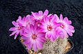Нажмите на изображение для увеличения.

Название:	Sulcorebutia hertusii.jpg
Просмотров:	876
Размер:	230.9 Кб
ID:	352784