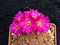 Нажмите на изображение для увеличения.

Название:	Sulcorebutia krugerae   aff.  KK1260.jpg
Просмотров:	884
Размер:	234.9 Кб
ID:	352787