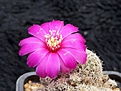 Нажмите на изображение для увеличения.

Название:	Sulcorebutia pedroensis HS76.jpg
Просмотров:	894
Размер:	221.3 Кб
ID:	352792