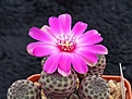 Нажмите на изображение для увеличения.

Название:	Sulcorebutia rauschii HS 121.jpg
Просмотров:	907
Размер:	230.9 Кб
ID:	352793