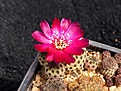 Нажмите на изображение для увеличения.

Название:	Sulcorebutia rauschii WR 289.jpg
Просмотров:	915
Размер:	233.4 Кб
ID:	352795