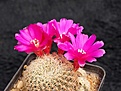 Нажмите на изображение для увеличения.

Название:	Sulcorebutia santiaginiensis  HS 13.jpg
Просмотров:	895
Размер:	211.5 Кб
ID:	352798