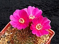 Нажмите на изображение для увеличения.

Название:	Sulcorebutia species VZ307.jpg
Просмотров:	892
Размер:	232.2 Кб
ID:	352801