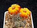 Нажмите на изображение для увеличения.

Название:	Sulcorebutia tarabucoensis  aff. VZ251.jpg
Просмотров:	886
Размер:	233.2 Кб
ID:	352802
