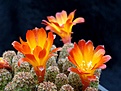 Нажмите на изображение для увеличения.

Название:	Sulcorebutia tarabucoensis v.aureiflora WR479.jpg
Просмотров:	900
Размер:	238.3 Кб
ID:	352804