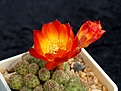 Нажмите на изображение для увеличения.

Название:	Sulcorebutia tarabucoensis v.callececallensis L389.jpg
Просмотров:	936
Размер:	233.0 Кб
ID:	352805