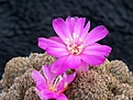 Нажмите на изображение для увеличения.

Название:	Sulcorebutia taratensis.jpg
Просмотров:	882
Размер:	236.3 Кб
ID:	352806