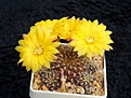 Нажмите на изображение для увеличения.

Название:	Sulcorebutia vargasii WK0995.jpg
Просмотров:	984
Размер:	233.9 Кб
ID:	352807