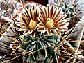 Нажмите на изображение для увеличения.

Название:	Glandulicactus uncinatus.JPG
Просмотров:	233
Размер:	174.1 Кб
ID:	352835