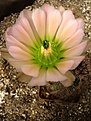Нажмите на изображение для увеличения.

Название:	Echinocereus x roetteri.JPG
Просмотров:	230
Размер:	131.4 Кб
ID:	352846