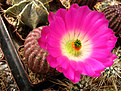 Нажмите на изображение для увеличения.

Название:	Echinocereus rigidissimus.JPG
Просмотров:	244
Размер:	143.7 Кб
ID:	352852