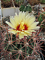 Нажмите на изображение для увеличения.

Название:	Echinocactus parryi SB 59.JPG
Просмотров:	195
Размер:	145.7 Кб
ID:	352853