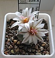 Нажмите на изображение для увеличения.

Название:	Turbinicarpus_macrochele_MZ700_5y_1.JPG
Просмотров:	219
Размер:	92.9 Кб
ID:	352859