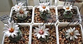 Нажмите на изображение для увеличения.

Название:	Turbinicarpus_macrochele_MZ700_5y_2.JPG
Просмотров:	212
Размер:	103.5 Кб
ID:	352860
