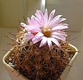 Нажмите на изображение для увеличения.

Название:	Coryphantha_pseudoechinus_SB576_8y.JPG
Просмотров:	214
Размер:	105.3 Кб
ID:	352862