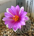 Нажмите на изображение для увеличения.

Название:	Pelecyphora_aselliformis_RS1031_7y.JPG
Просмотров:	214
Размер:	87.7 Кб
ID:	352863