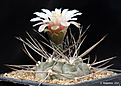 Нажмите на изображение для увеличения.

Название:	Gymnocalycium_castellanosii_var_bozsingianum_P205.jpg
Просмотров:	187
Размер:	217.7 Кб
ID:	352887