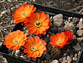Нажмите на изображение для увеличения.

Название:	Rebutia_pygmaea_friedrichiana_WR646.jpg
Просмотров:	121
Размер:	207.0 Кб
ID:	352924