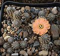Нажмите на изображение для увеличения.

Название:	Rebutia_pygmaea_MN228.jpg
Просмотров:	118
Размер:	235.3 Кб
ID:	352925