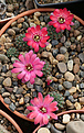 Нажмите на изображение для увеличения.

Название:	Rebutia_pygmaea_violescens_WR295.jpg
Просмотров:	131
Размер:	206.7 Кб
ID:	352926