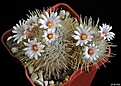Нажмите на изображение для увеличения.

Название:	Mammillaria pennispinosa v. nazasensis.JPG
Просмотров:	142
Размер:	206.2 Кб
ID:	352931