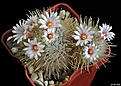 Нажмите на изображение для увеличения.

Название:	Mammillaria pennispinosa v. nazasensis.JPG
Просмотров:	179
Размер:	206.2 Кб
ID:	352931