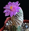 Нажмите на изображение для увеличения.

Название:	Mammillaria goldii.JPG
Просмотров:	184
Размер:	142.0 Кб
ID:	352933