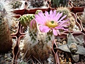 Нажмите на изображение для увеличения.

Название:	Echinocereus baileyi v.albispinus.JPG
Просмотров:	148
Размер:	81.9 Кб
ID:	352999