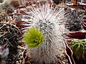 Нажмите на изображение для увеличения.

Название:	Echinocereus russanthus v.neocapillus.JPG
Просмотров:	170
Размер:	113.1 Кб
ID:	353000
